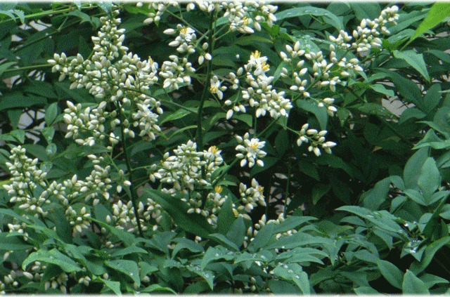 ナンテン(南天 なんてん)　白い花